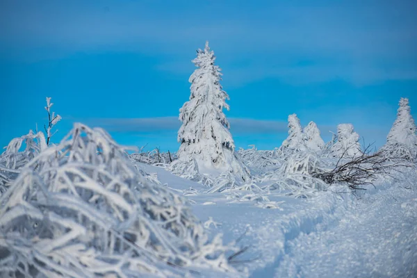 Pine covered snow, christmas tree. Winter scene. Winter landscape with trees covered with snow hoarfrost