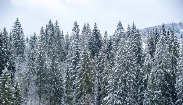 Snow Covered Pine Trees Mountains Winter Landscape Winter Forest Background — Stock Photo, Image