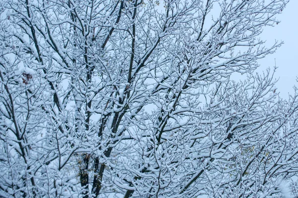 Snow covered branch tree against snowy background. Branch in snow background. Frozen in the ice tree branches in winter