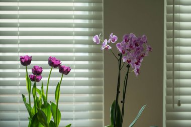 Orchid on the window. Purple pink orchid tulips on the window