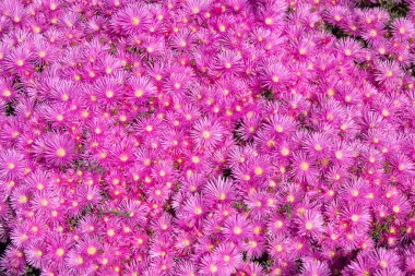 Pembe yapraklı bahar çiçekleriyle kaplı çayır. Bahçede pembe asterler, pembe papatya deseni. Violet papatya çayı geçmişi. Pembe ve mor yosun çiçekleri. Üst görünüm