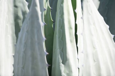 Yakından baktık. Kaktüs sırtı, kaktüs tasarımı ya da kaktaceae deseni