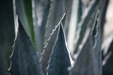 Yakından baktık. Kaktüs sırtı, kaktüs tasarımı ya da kaktaceae deseni