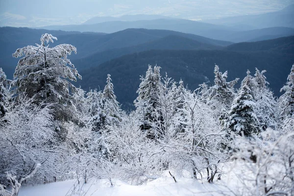 あなたの装飾のための無料のスペースで雪と霜の冬の背景 冬の風景 — ストック写真