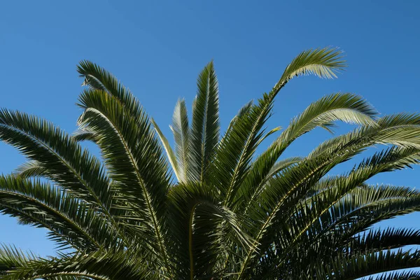 Tropical trees background. Coco palms on blue sky. Palms texture. Summer tropical island, holiday or vacation pattern