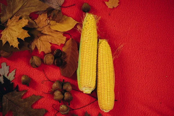 Prodej Podzimní Kukuřici Podzimní Koncept Hromada Žlutozlatých Listů Kukuřice Žaludy — Stock fotografie