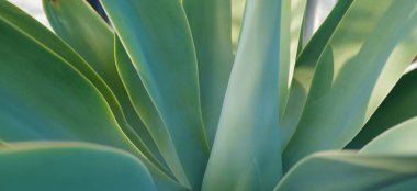 Kaktüs sırtı, kaktüs tasarımı ya da kaktaceae deseni