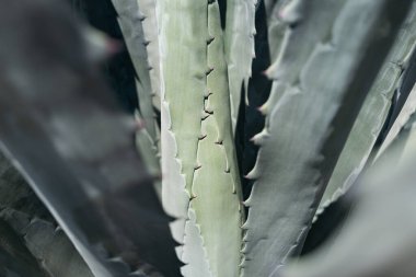 Agave 'ı kapatın. Çöl sırtında kaktüs, kaktüs ya da kaktaceae deseni. Agave kaktüsü