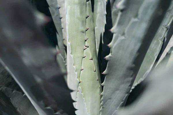 Muy Cerca Agave Cactus Fondo Del Desierto Cactus Cactaceae Patrón — Foto de Stock