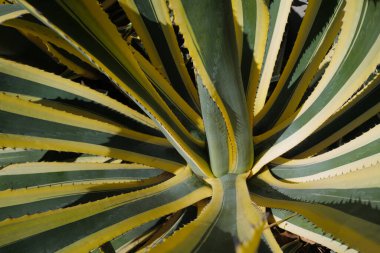 Agave yeşili. Kaktüs sırtı, kaktüs tasarımı ya da kaktaceae deseni