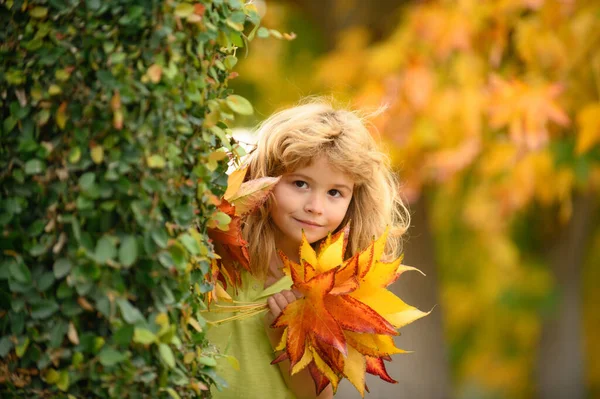 Kids face in autumn outdoor. Autumn outdoor portrait of beautiful happy child. Kid boy playing with leaves in fall autumn park