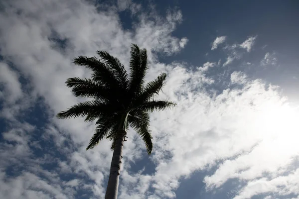 Handflatornas Tropiska Design Tropisk Palm Med Solljus Himlen Abstrakt Bakgrund — Stockfoto