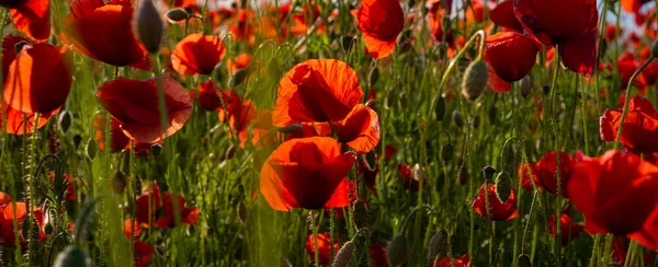 Anzac Day Med Röd Vallmo Blomma Bakgrund Minnesdagen Nationell Helgbanderoll — Stockfoto