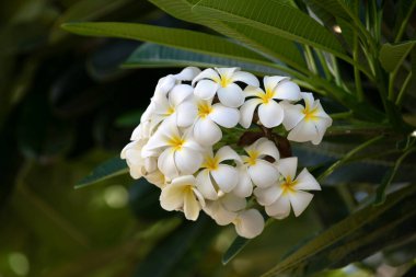 Beyaz Plumeria Rubra çiçekleri. Frangipani çiçeği. Plumeria pudica beyaz çiçekler, yeşil yapraklı arka plan