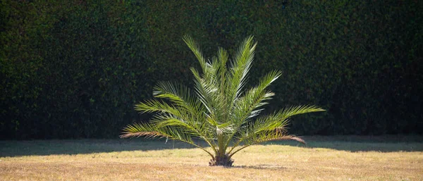 Tropische Bäume Hintergrund Coco Palmen Blauen Himmel Exotische Sommer Natur — Stockfoto