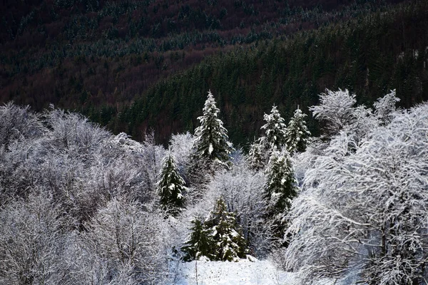 Prachtig Kersttafereel Sneeuw Bedekt Bomen Bergen Het Winterlandschap Winter Bos — Stockfoto