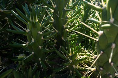 Kaktüs sırtı, kaktüs tasarımı ya da kaktaceae deseni