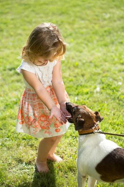 Linda Niña Con Russell Terrier Perro Sobre Hierba Verde Verano — Foto de Stock