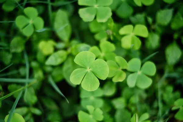 来自花园的绿色4叶丛 幸运的爱尔兰四叶草背景在田野圣帕特里克日 四片叶子代表着希望 爱和好运 — 图库照片