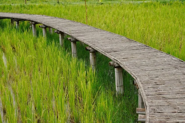 農場の道に沿って古い竹の歩道と緑の田んぼ タイの農村部で緑と穏やかな景色 — ストック写真
