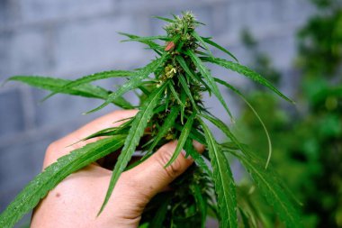 Yetişkin bir marihuana ağacının tepesinde çiçek, tohum ve yapraklarla bir bahçede toplanmaya hazır bir el..