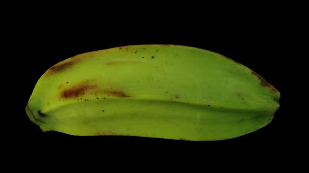 黒い背景にローリングクッキングバナナ フィリピンからのサバ品種 の現実的なレンダリング ビデオはシームレスにループされ 3Dオブジェクトは実際のバナナからスキャンされます — ストック動画