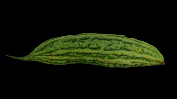 Realistyczne Odwzorowanie Toczącego Się Gorzkiego Melona Gorzka Dynia Przezroczystym Tle — Wideo stockowe