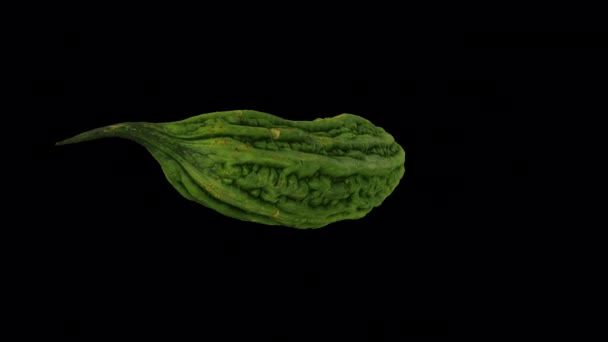 在透明背景 带有Alpha通道 上实际呈现旋转的Bitter Melon Bitter Gourd 视频是无缝循环的 3D物体是用一个真正的苦瓜扫描出来的 — 图库视频影像