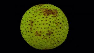 Şeffaf arkaplanda dönen bir ekmek meyvesinin gerçekçi canlandırması (alfa kanalı ile). Video kusursuz bir şekilde döngüye giriyor ve üç boyutlu nesne gerçek bir ekmek meyvesinden taranıyor..