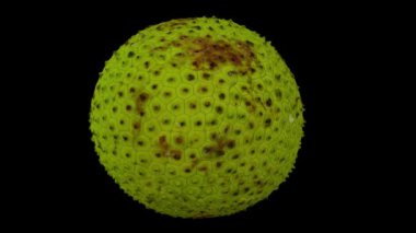 Siyah zemin üzerinde dönen bir ekmek meyvesinin gerçekçi canlandırması. Video kusursuz bir şekilde döngüye giriyor ve üç boyutlu nesne gerçek bir ekmek meyvesinden taranıyor..