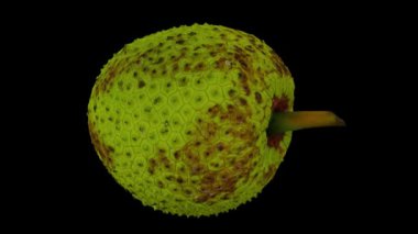 Siyah arka planda yuvarlanan bir ekmek meyvesinin gerçekçi canlandırması. Video kusursuz bir şekilde döngüye giriyor ve üç boyutlu nesne gerçek bir ekmek meyvesinden taranıyor..
