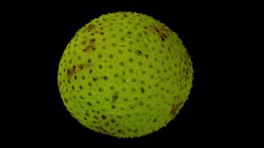 Şeffaf arkaplanda (alfa kanalı ile) dönen bir ekmek meyvesinin gerçekçi canlandırması. Video kusursuz bir şekilde döngüye giriyor ve üç boyutlu nesne gerçek bir ekmek meyvesinden taranıyor..