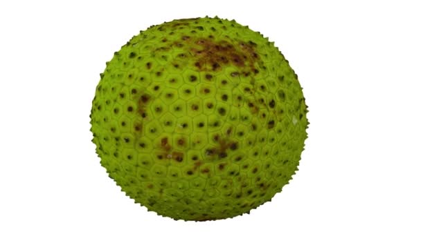 Realistische Darstellung Einer Sich Drehenden Brotfrucht Auf Weißem Hintergrund Das — Stockvideo