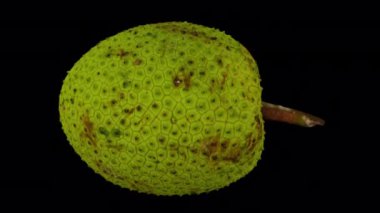 Şeffaf arkaplanda (alfa kanalı ile) yuvarlanan bir ekmek meyvesinin gerçekçi canlandırması. Video kusursuz bir şekilde döngüye giriyor ve üç boyutlu nesne gerçek bir ekmek meyvesinden taranıyor..