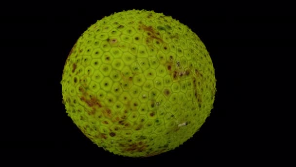 Realistische Darstellung Einer Sich Drehenden Brotfrucht Auf Transparentem Hintergrund Mit — Stockvideo