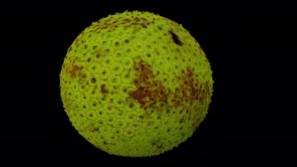 Realistische Darstellung Einer Rotierenden Brotfrucht Auf Transparentem Hintergrund Mit Alphakanal — Stockvideo