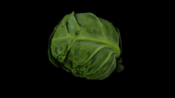 黒い背景に転がるブリュッセルスプロットの現実的なレンダリング ビデオはシームレスにループされ 3Dオブジェクトは実際の芽からスキャンされます — ストック動画