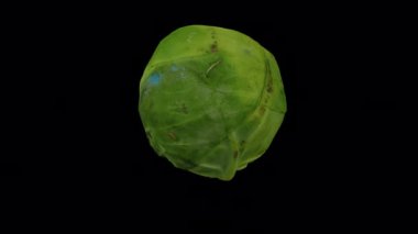 Şeffaf arkaplanda (alfa kanalı ile) yuvarlanan bir Brüksel Sprout 'un gerçekçi canlandırması. Video kusursuz bir şekilde döngüye giriyor ve üç boyutlu nesne gerçek bir tomurcuktan taranıyor..