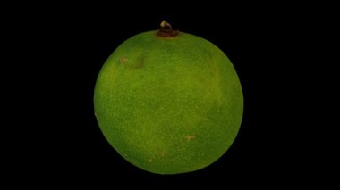 Siyah zemin üzerinde dönen bir Calamansi 'nin (Filipin kireç taşı) gerçekçi canlandırması. Video kusursuz bir şekilde döngüye giriyor ve üç boyutlu nesne gerçek bir kalamansi tarafından taranıyor..