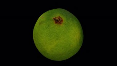 Şeffaf arka planda (alfa kanalı ile) yuvarlanan bir Calamansi 'nin (Filipin kireçlenmesi) gerçekçi bir canlandırması. Video kusursuz bir şekilde döngüye giriyor ve üç boyutlu nesne gerçek bir kalamansi tarafından taranıyor.).