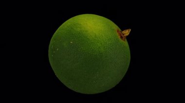 Şeffaf arka planda (alfa kanalı ile) dönen bir Calamansi 'nin (Philippine Lime) gerçekçi canlandırması. Video kusursuz bir şekilde döngüye giriyor ve üç boyutlu nesne gerçek bir kalamansi tarafından taranıyor..