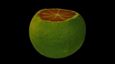 Siyah zemin üzerinde dönen Calamansi 'nin (Filipin kireçlenmesi) gerçekçi bir canlandırması. Video kusursuz bir şekilde döngüye giriyor ve üç boyutlu nesne gerçek bir kalamansi tarafından taranıyor..