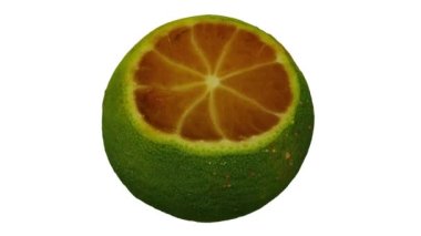 Beyaz arka planda Calamansi 'nin (Filipin kireçlenmesi) gerçekçi bir tasviri. Video kusursuz bir şekilde döngüye giriyor ve üç boyutlu nesne gerçek bir kalamansi tarafından taranıyor...