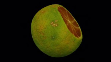 Şeffaf arka planda (alfa kanalı ile) dönüşümlü kesim Calamansi (Philippine Lime) gerçekçi canlandırması. Video pürüzsüz bir şekilde döngü halindedir ve 3D nesne gerçek bir Calamansi 'den taranır.).