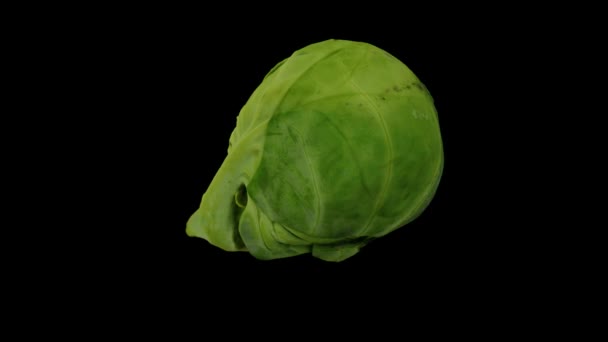 Realistische Weergave Van Een Draaiende Brussels Sprout Zwarte Achtergrond Video — Stockvideo