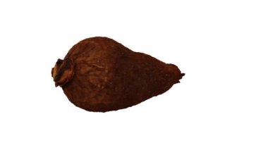 Beyaz arka planda dönen bir Cassava (Yuca) Tuber 'in gerçekçi canlandırması. Video kusursuz bir şekilde döngüye giriyor ve üç boyutlu nesne gerçek bir kasavadan taranıyor..