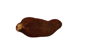 Beyaz arka planda dönen bir Cassava (Yuca) Tuber 'in gerçekçi canlandırması. Video kusursuz bir şekilde döngüye giriyor ve üç boyutlu nesne gerçek bir kasavadan taranıyor..