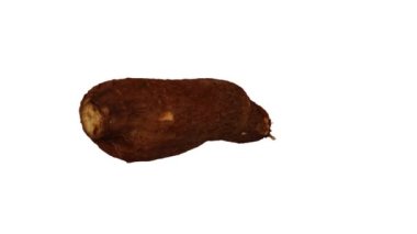 Beyaz arka planda dönen Cassava (Yuca) Tuber 'in gerçekçi canlandırması. Video kusursuz bir şekilde döngüye giriyor ve üç boyutlu nesne gerçek bir kasavadan taranıyor..