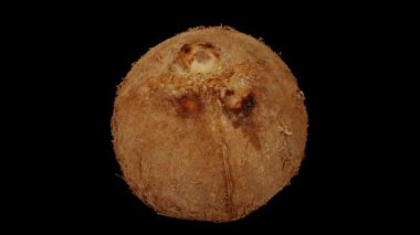 Siyah arka planda yuvarlanan olgun hindistan cevizinin gerçekçi bir canlandırması. Video kusursuz bir şekilde döngüye giriyor ve üç boyutlu nesne gerçek bir hindistan cevizinden taranıyor..