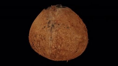 Şeffaf arka planda (alfa kanalı ile) dönen Kabuklu Olgun Hindistancevizi gerçekçi yorumlaması. Video kusursuz bir şekilde döngüye giriyor ve üç boyutlu nesne gerçek bir hindistan cevizinden taranıyor..